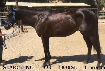 SEARCHING FOR HORSE Lincecum, REWARD - RESOLVED 8/7/18 Near Chatsworth, CA, 91311